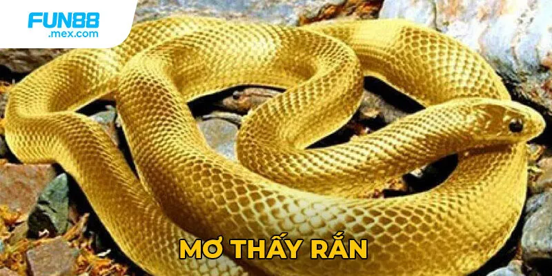 Mơ Thấy Rắn Là Điềm Gì? Giải Mã Ý Nghĩa Và Điềm Báo